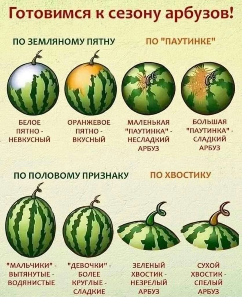 Готовимся к сезону арбузов ПО ЗЕМЛЯНОМУ ПЯТНУ ПО ПАУТИНКЕ Белов опнжъвоь ммвньш ведьшдя пяткой пятно пдпинмм дитини НЕВКУШЫЙ иккный нЕсищкий СЛАДКИЙ 573 АРБУЗ ПО ПОЛОВОМУ ПРИЗНАКУ ПО ХВОСТИКУ ммьчиьи пдночкип зыкиый сухой вытянуты волн хвоаии хвоаии водянистык пглыь шитый шмыи индии АРБУЗ диву