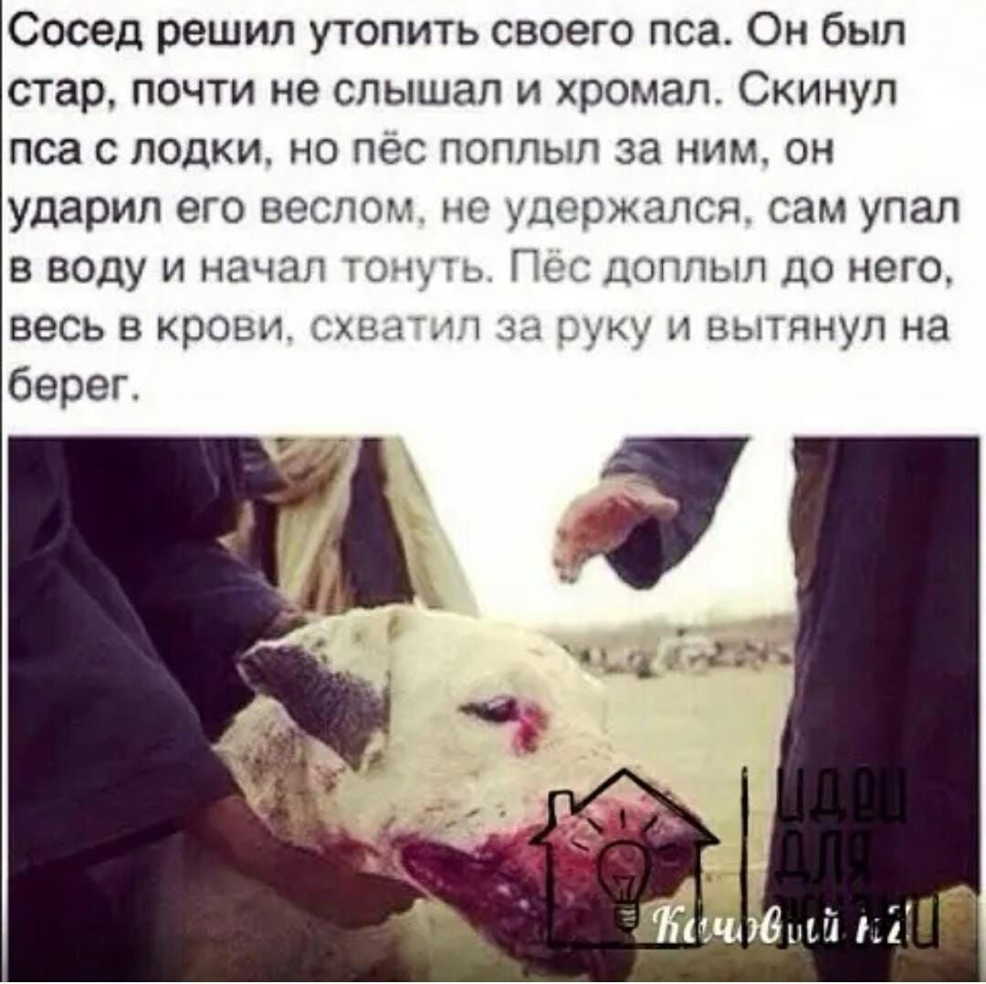 Сосед решил утопить своего пса Он был стар почти не слышал и хромал Скинул пса с лодки но пес поплыл за ним он ударил его веслом не удержался сам упал в воду и начал то Пи цоппып до него весь в крови хшгл ы ции и вытянул на берег