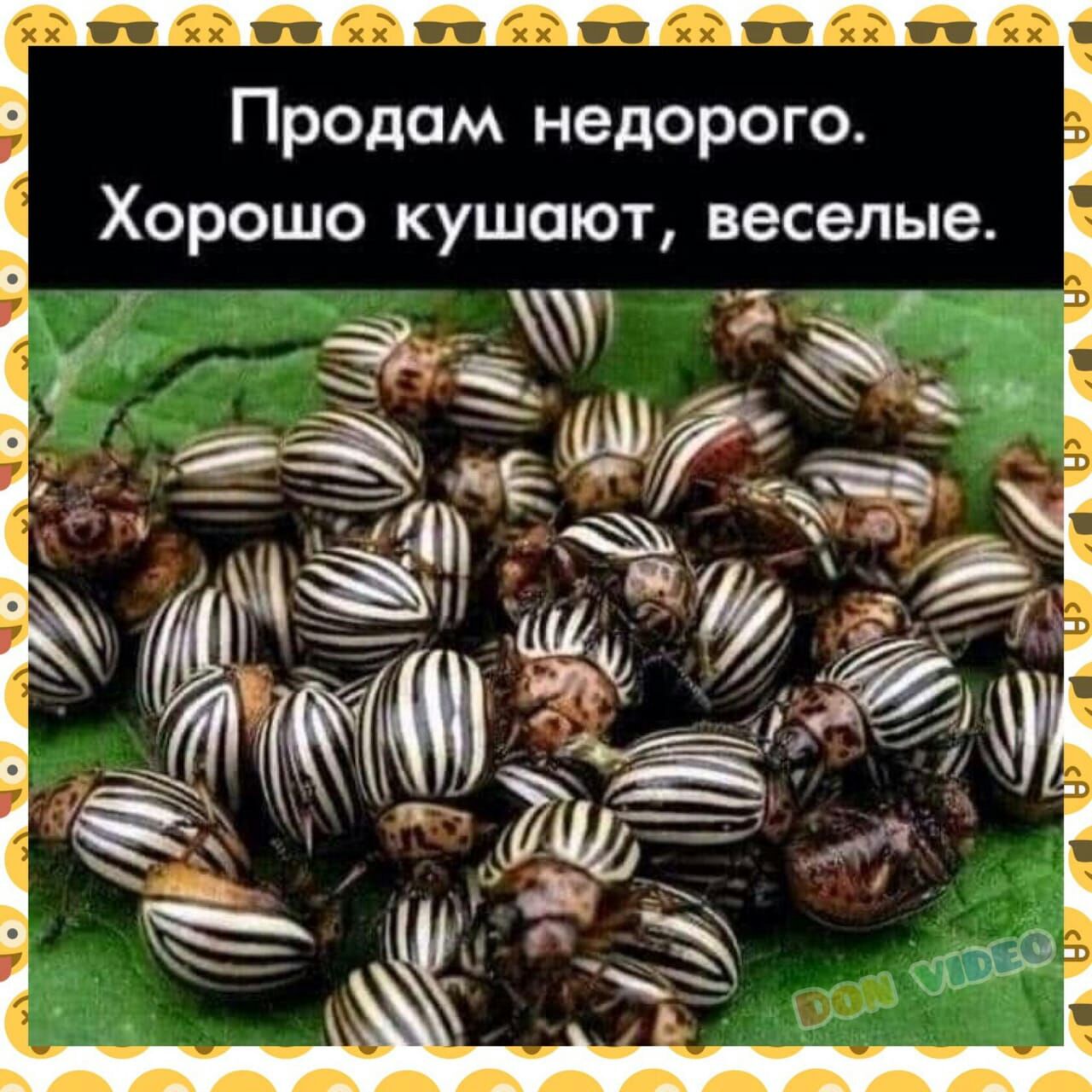 Продам недорого Хорошо кушают веселые 57