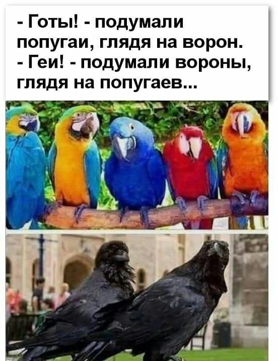 Готы подумали попугаи глядя на ворон Геи подумали вороны глядя на попугаев