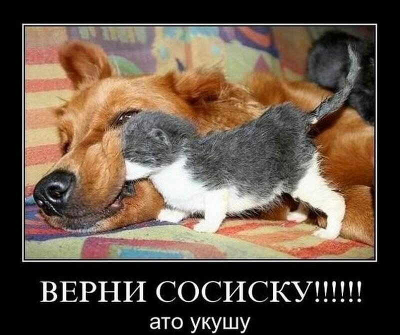 4 угг3ч ВЕРНИ СОСИСКУ ато укушу