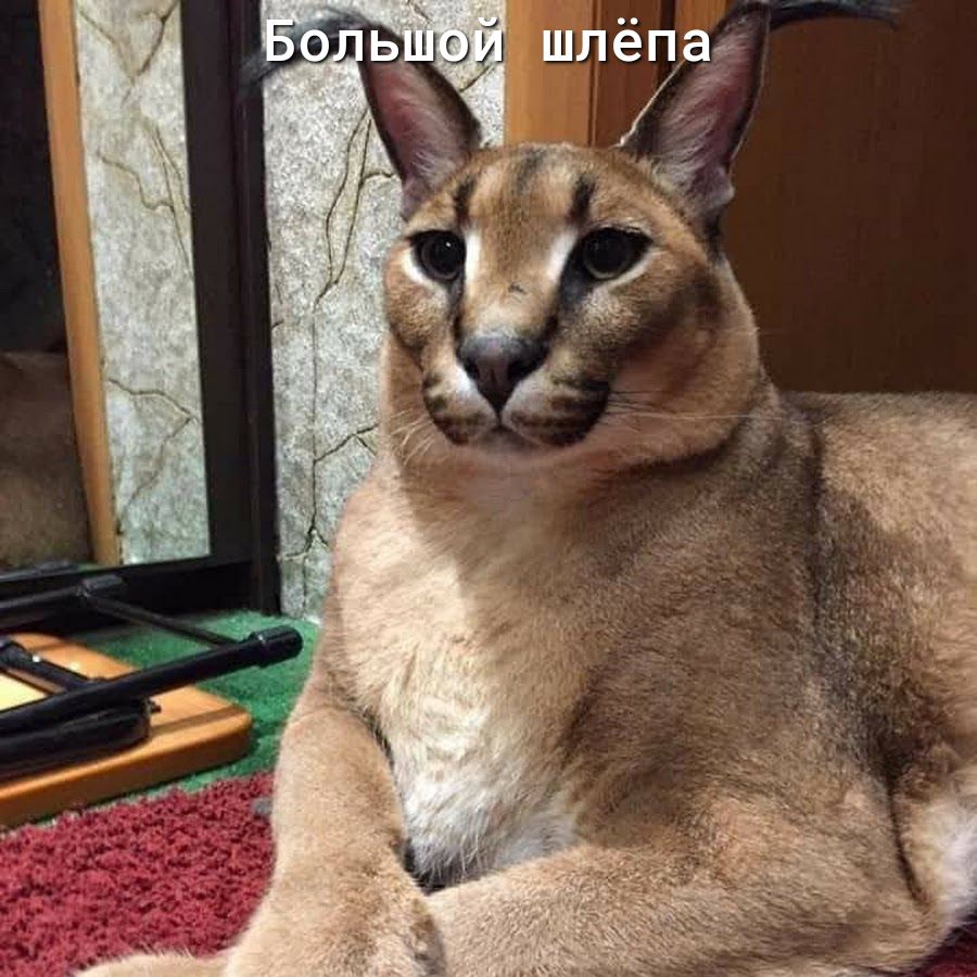 ой шлёпау
