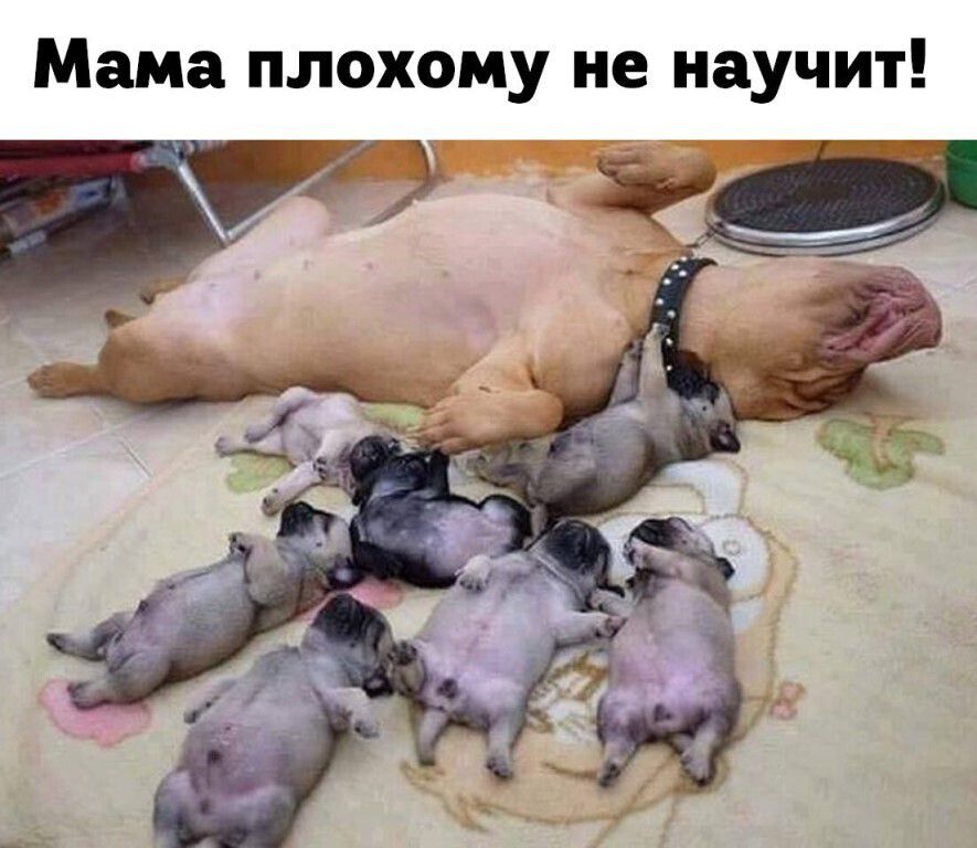 Мама плохому не научит