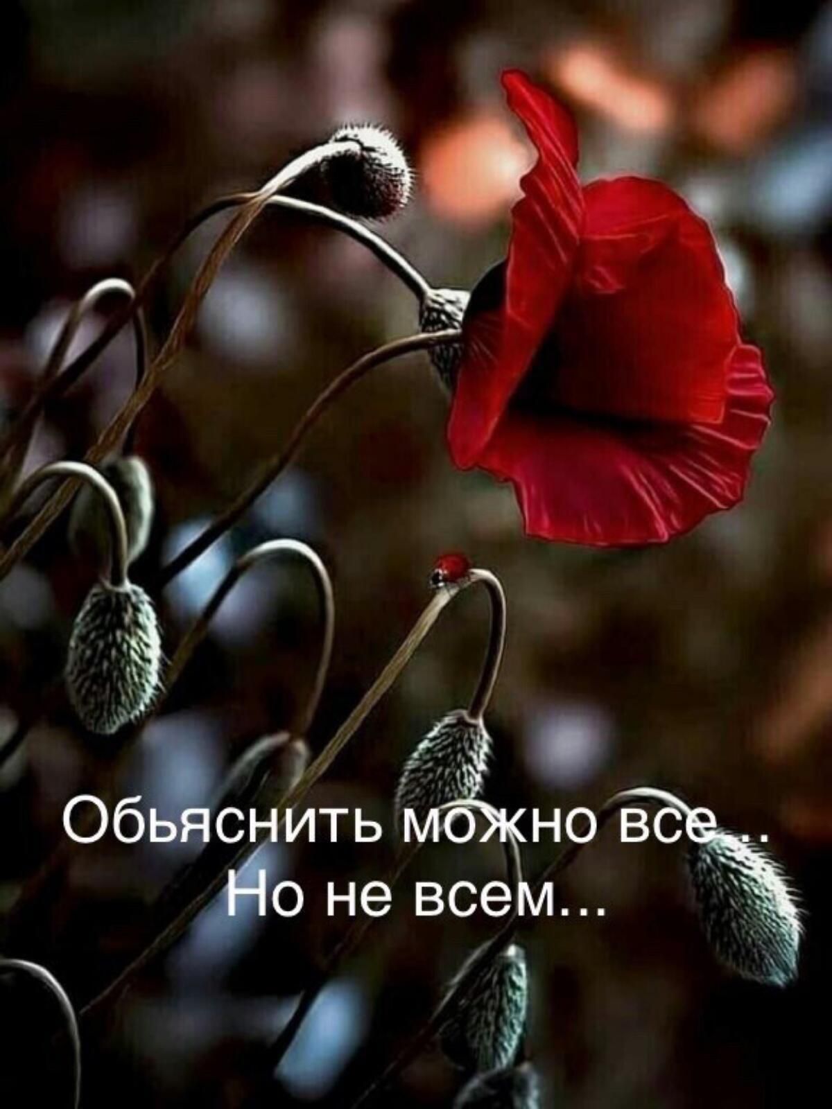 об' ить г:о в не все