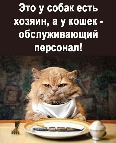 Это у собак есть хозяин а у кошек обслуживающий персонал