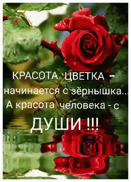 КРАСОТА ЦВЕТКА начинается Свёрнышка А красота чеЁовека с ДУШИ Щ с 1