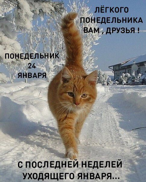 лёгкого  понедельника  вам , друзья ! Ь поведельни 26 с последней неделей уходящего января...