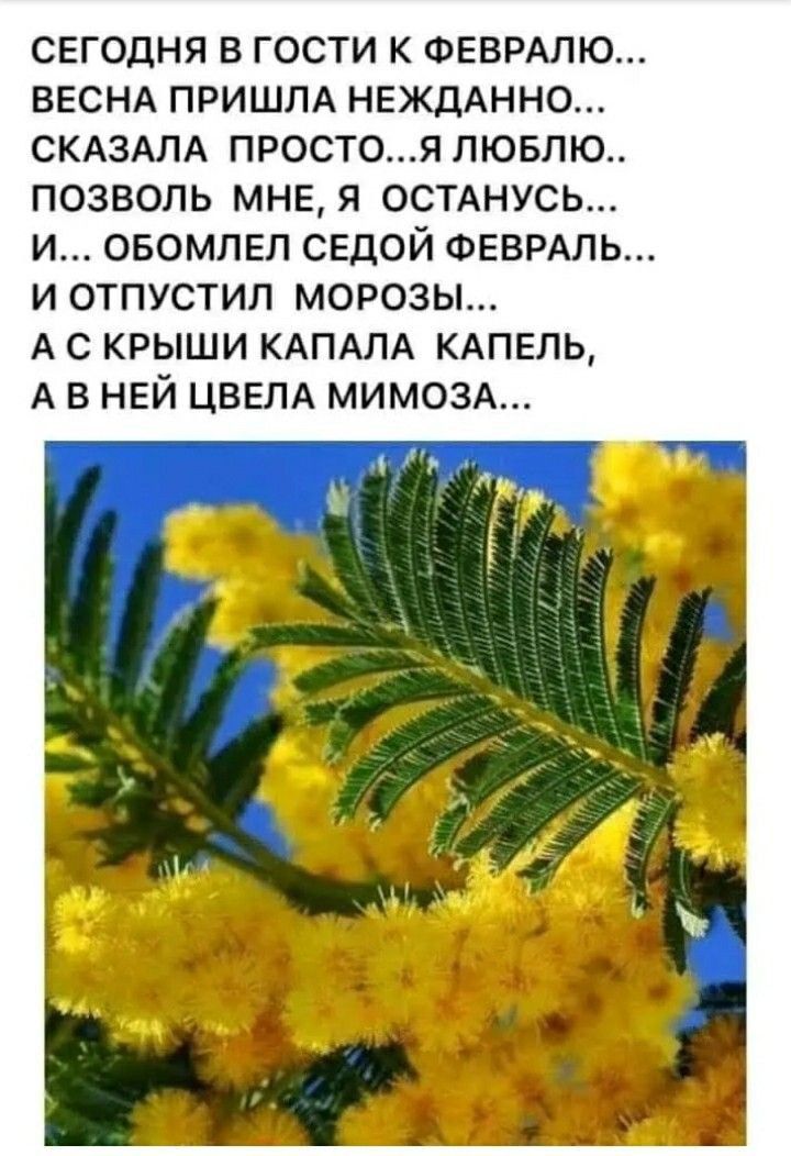 СЕГОДНЯ В ГОСТИ К ФЕВРАЛЮ ВЕСНА ПРИШЛА НЕЖДАННО СКАЗАЛА ПРОСТОЯ ЛЮБЛЮ ПОЗВОЛЬ МНЕ Я ОСТАНУСЬ И ОБОМЛЕЛ СЕДОЙ ФЕВРАЛЬ И ОТПУСТИЛ МОРОЗЫ А С КРЫШИ КАПАЛА КАПЕЛЬ А В НЕЙ ЦВЕЛА МИМОЗА