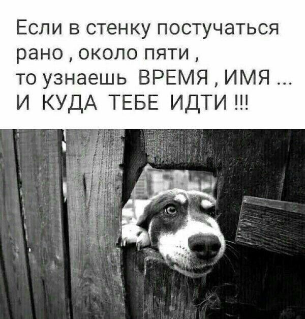 Если в стенку постучаться рано около пяти то узнаешь ВРЕМЯ ИМЯ И КУДА ТЕБЕ ИДТИ