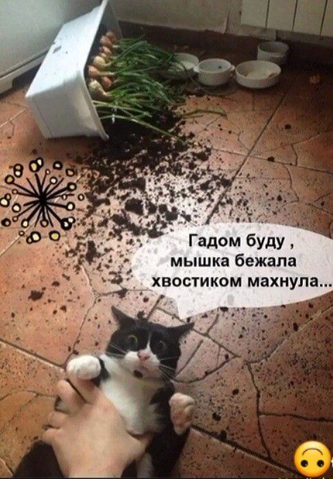 2 Гадом буду _ мышка бежала хвостиком махнула
