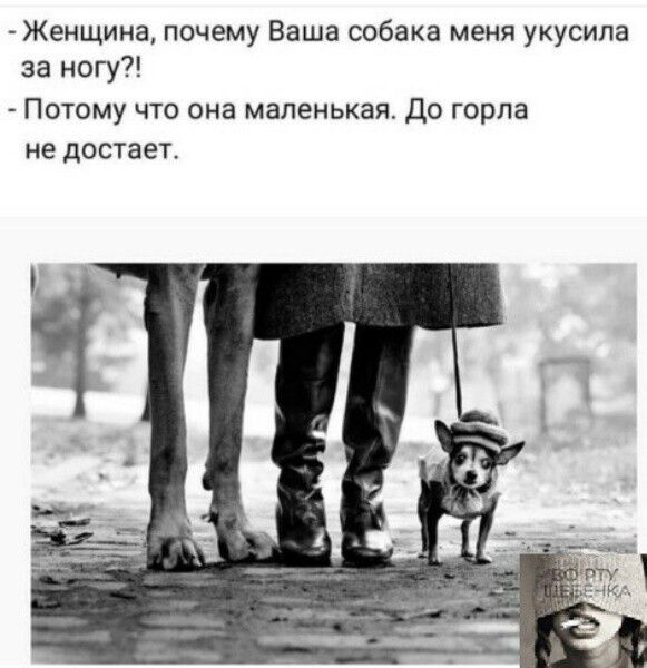 Женщина почему Ваша собака меня укусила за ногу ПОТОМУ ЧТО она маленькая ДО горла не достает