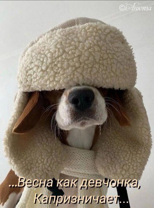 Какдеворика приз ича