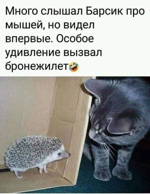 Много слышал Барсик про мышей но видел впервые Особое удивление вызвал бронежилета