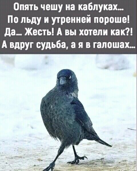 Опять чешу на каблуках По льду и утренней пороше да Жесть А вы хотели как А вдруг судьба а я в галоши