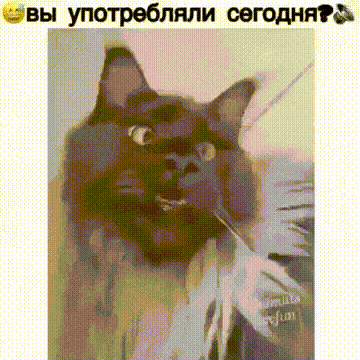 бвы употребляли оегоднпгдь