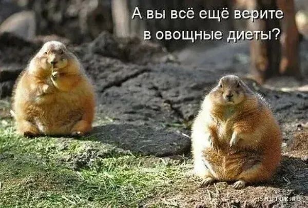 О А вы все еще ВЁите в овощныедд ы