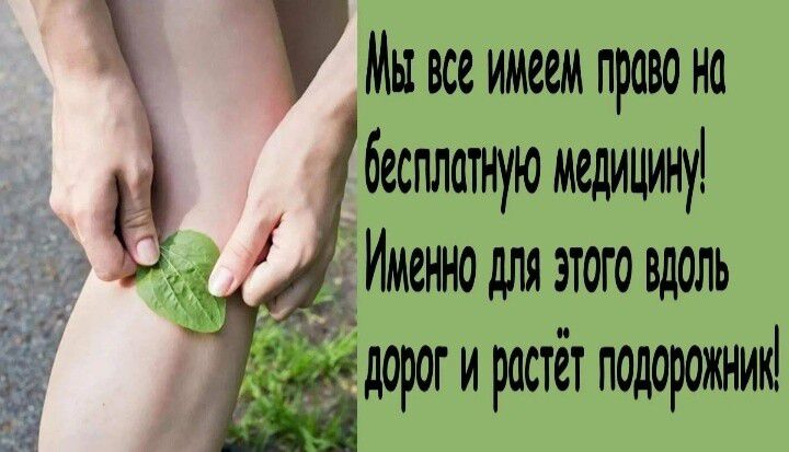 У Мы все имеем право на бесплатую медицину Ижжо для этого вдоль дорог и растёт подорожник