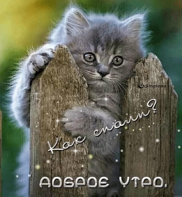 довбое что