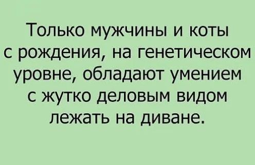 Только мужчины и коты с рождения на генетическом уровне обладают умением с жутко деловым видом лежать на диване