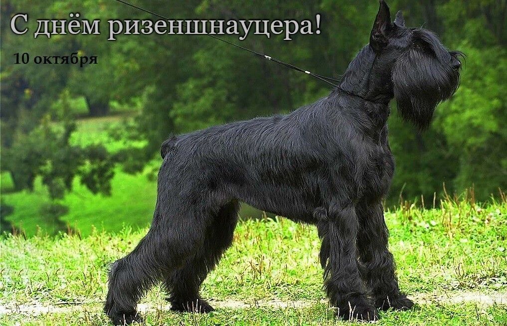 СД_ёМ ризеншнауцера У Г ц ла 4 А