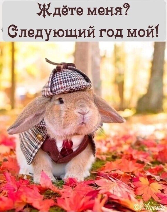 Ждёте меня следующий год мой