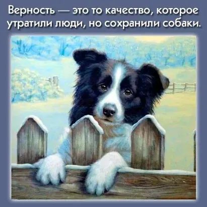 Верность ЭТО ТО КВЧЕСТВО КОТОРОЕ УТРВТИПИ ЛЮДИ НО СОХРБНИПИ собаки