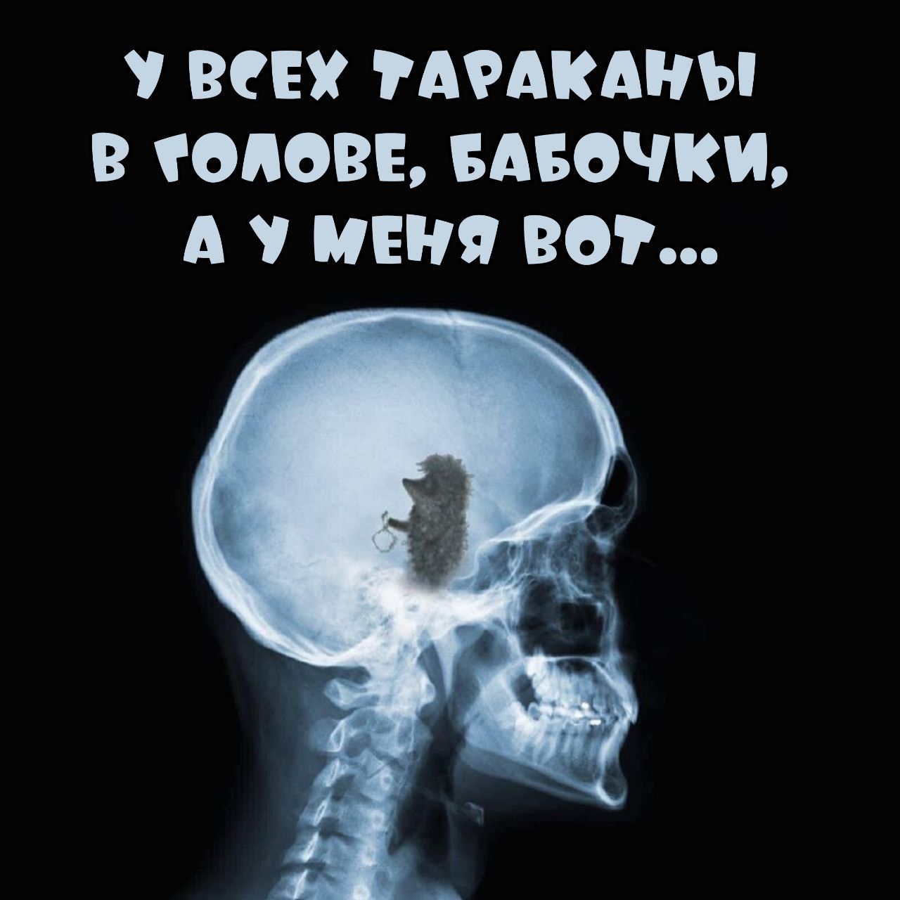 У ВОЕУ АРАКАНЫ В ОПОВЬ БАБОЧКИ А У МЕНЯ ВОР
