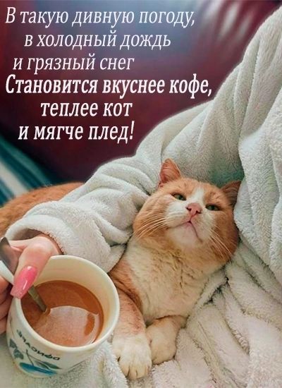 И ГРЯЗНЫЙ СНЕГ Становится вкуснее кофе теплее кот и мягче плед