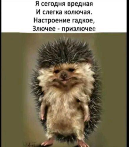 Я сегодня вредная И слегка колючая Настроение гадкое Злючее призлючее
