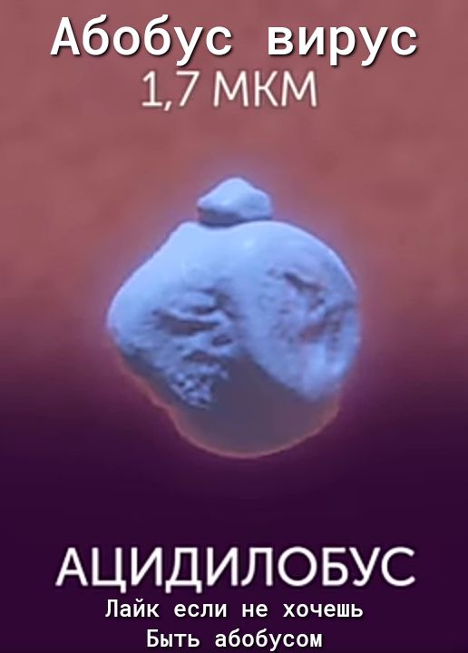 Абобус вирус 17 МКМ АЦИДИЛОБУС Лайк если не хочешь Быть абобусом