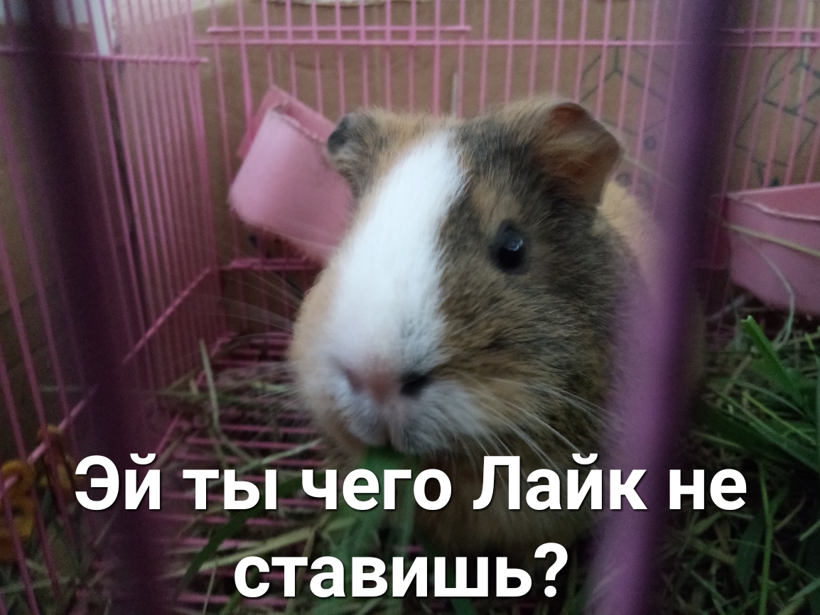 Эй ты чего Лайк не сТавишь