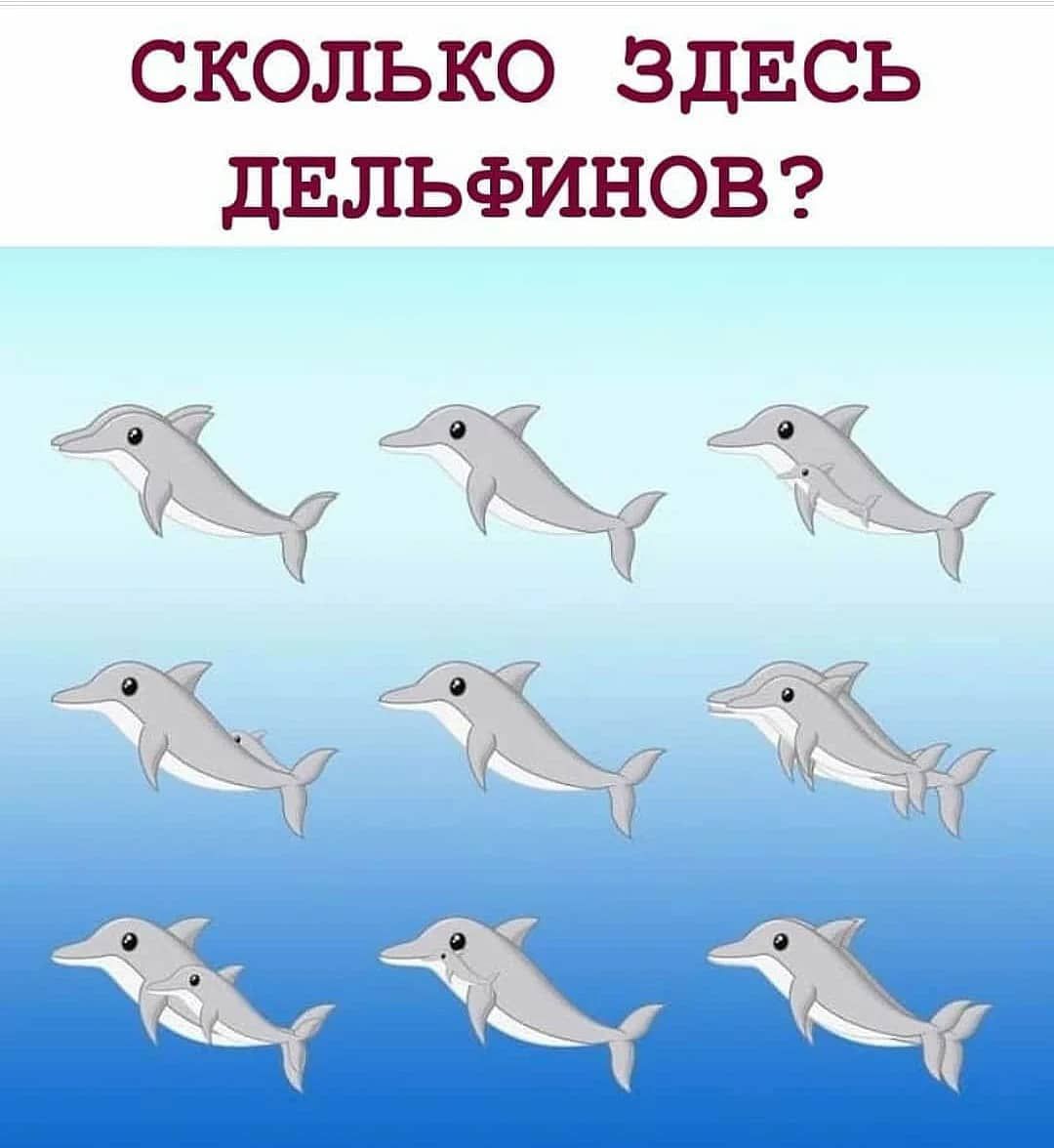 СКОЛЬКО ЗДЕСЬ ДЕЛЬФИНОВ