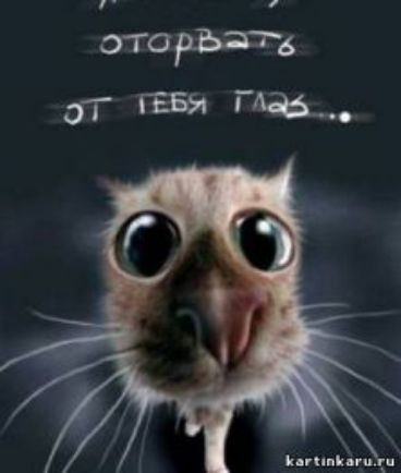 кпп Нюх