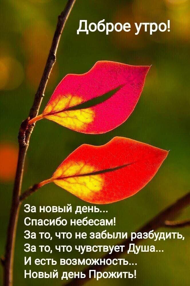іі доброе утро За новый деНБ Спасибо небесам За то что не забыли разбудить За то что чувствует душа И есть возможность Новый день Прожить