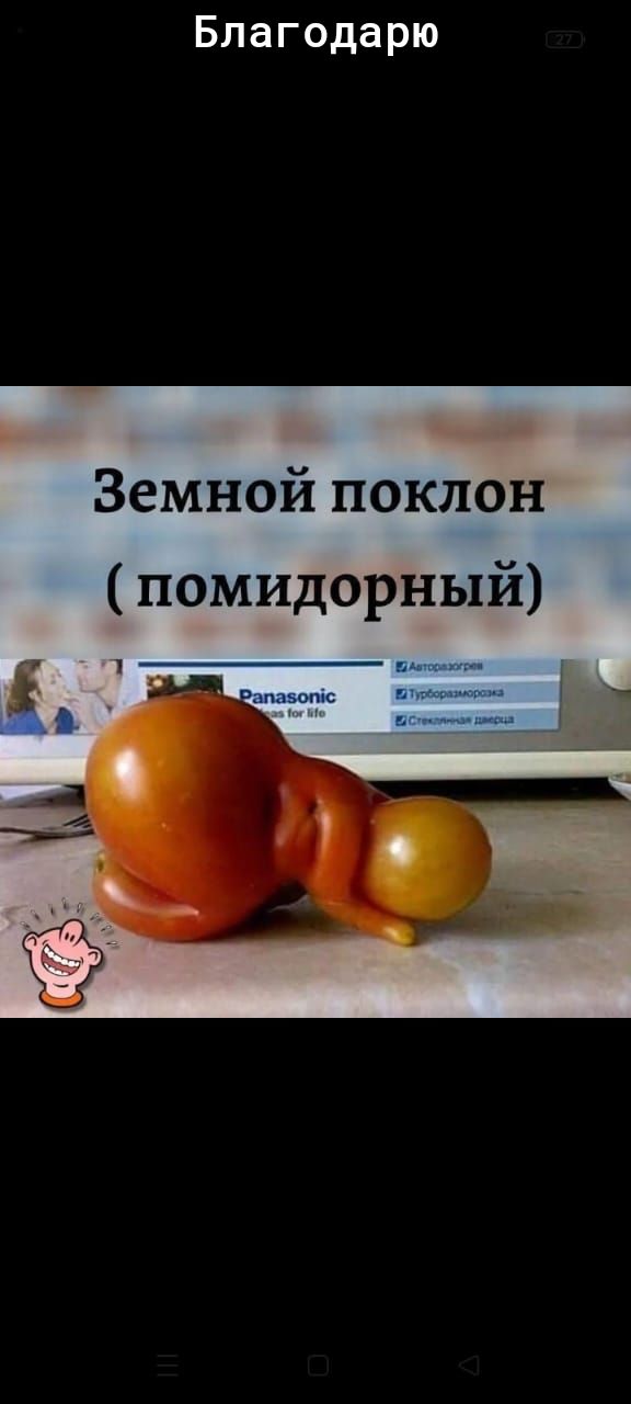 Благодарю Земной поклон помидорный