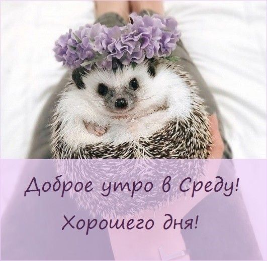 Доброе утро 6 Среду Хорошего дня