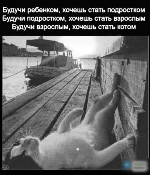 Будучи ребенком хочешь стать подростком Будучи подростком хочешь стать взрослым Будучи взрослым хочешь стать котом