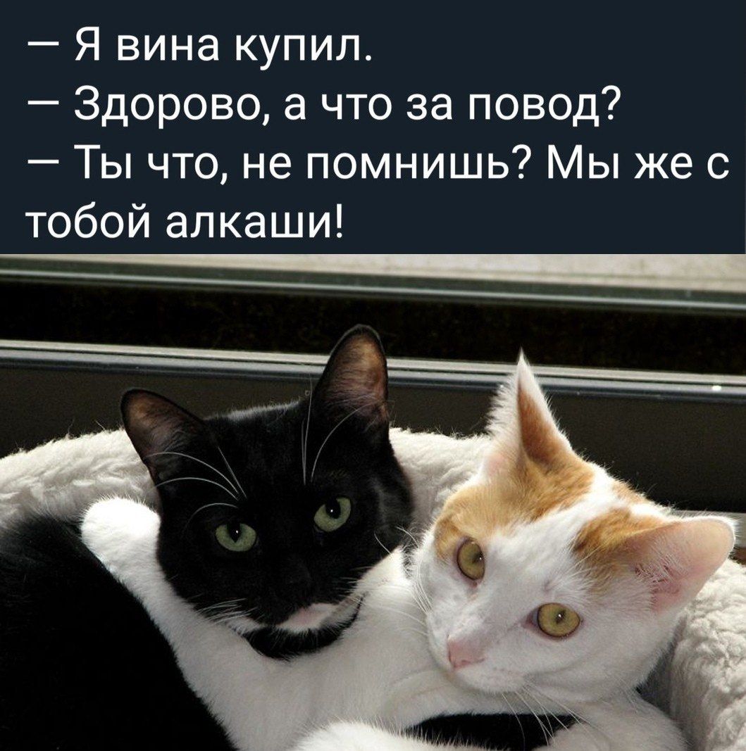 Я вина купил Здорово а что за повод Ты что не помнишь Мы же с тобой алкаши