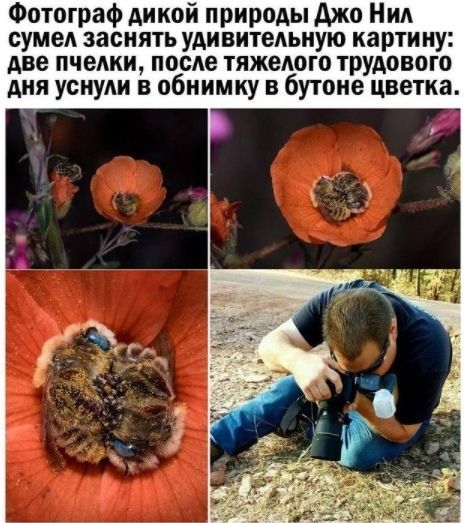 Фотограф дикой природы джо Ния сумел заснять удивитедьную карти ну две пчедки после тяжелого трудового дня уснули в обнимку в бутоне цветка