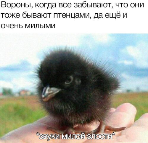 Вороны когда все забывают что они тоже бывают птенцами да ещё и очень милыми м