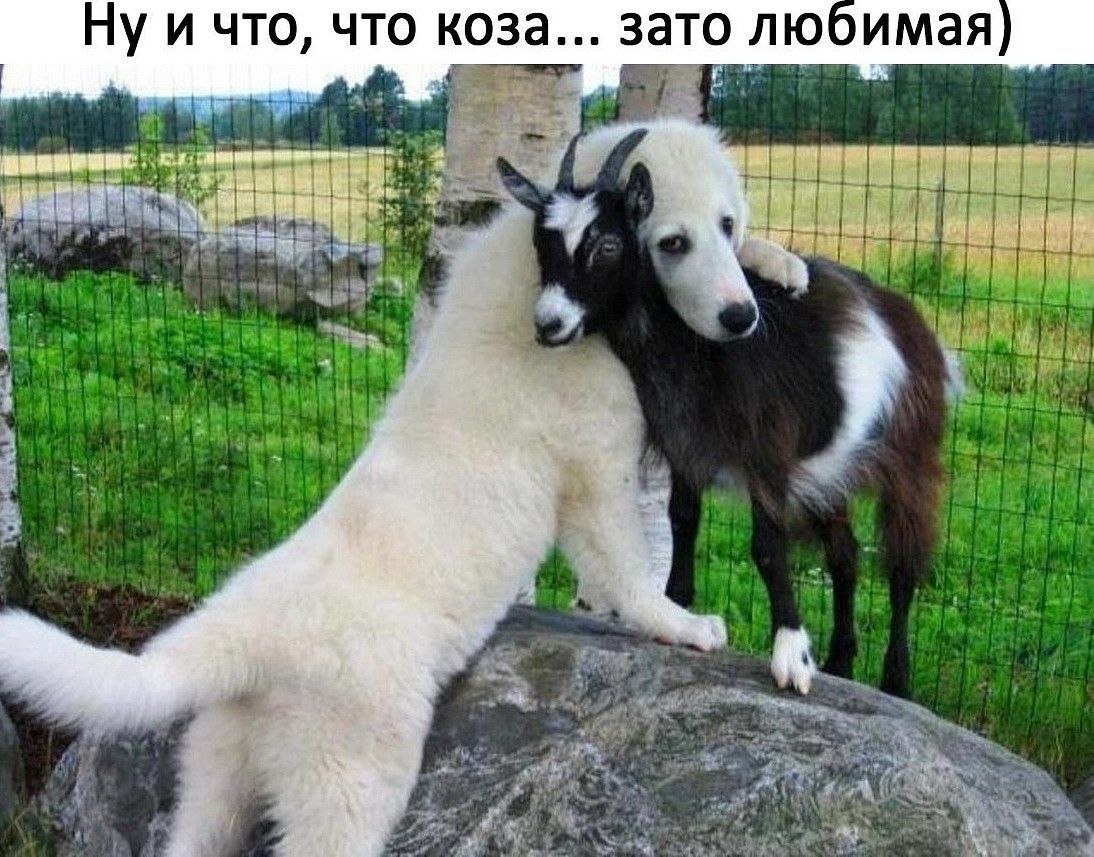 Ну и что, что коза... Зато любимая,