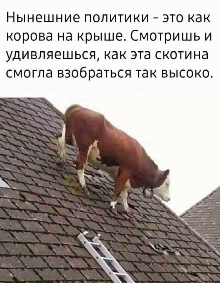 Нынешние политики это как корова на крыше Смотришь и удивляешься как эта скотина смогла взобраться так высоко