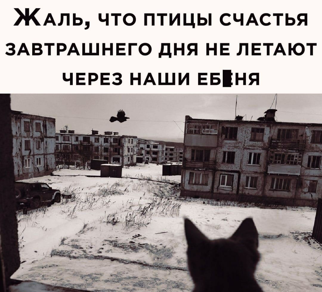 ЖАЛЬ что птицы СЧАСТЬЯ ЗАВТРАШНЕГО дня НЕ ЛЕТАЮТ ЧЕРЕЗ НАШИ Евіня