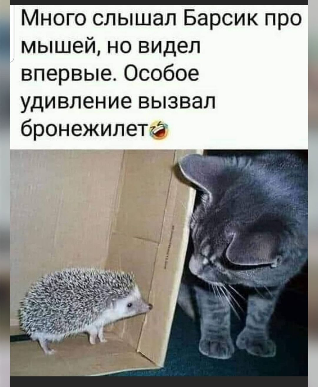 Много слышал Барсик про мышей но видел впервые Особое удивление вызвал бронежилета