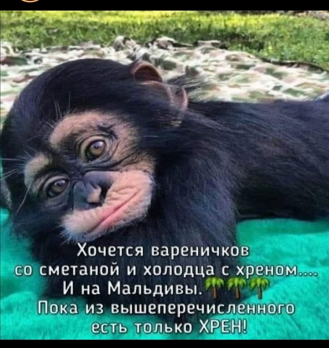Хочется вареничков со сметаной и холодца с хреном И на Мальдивы Пока из вышеперечисленного есть только ХРЕН