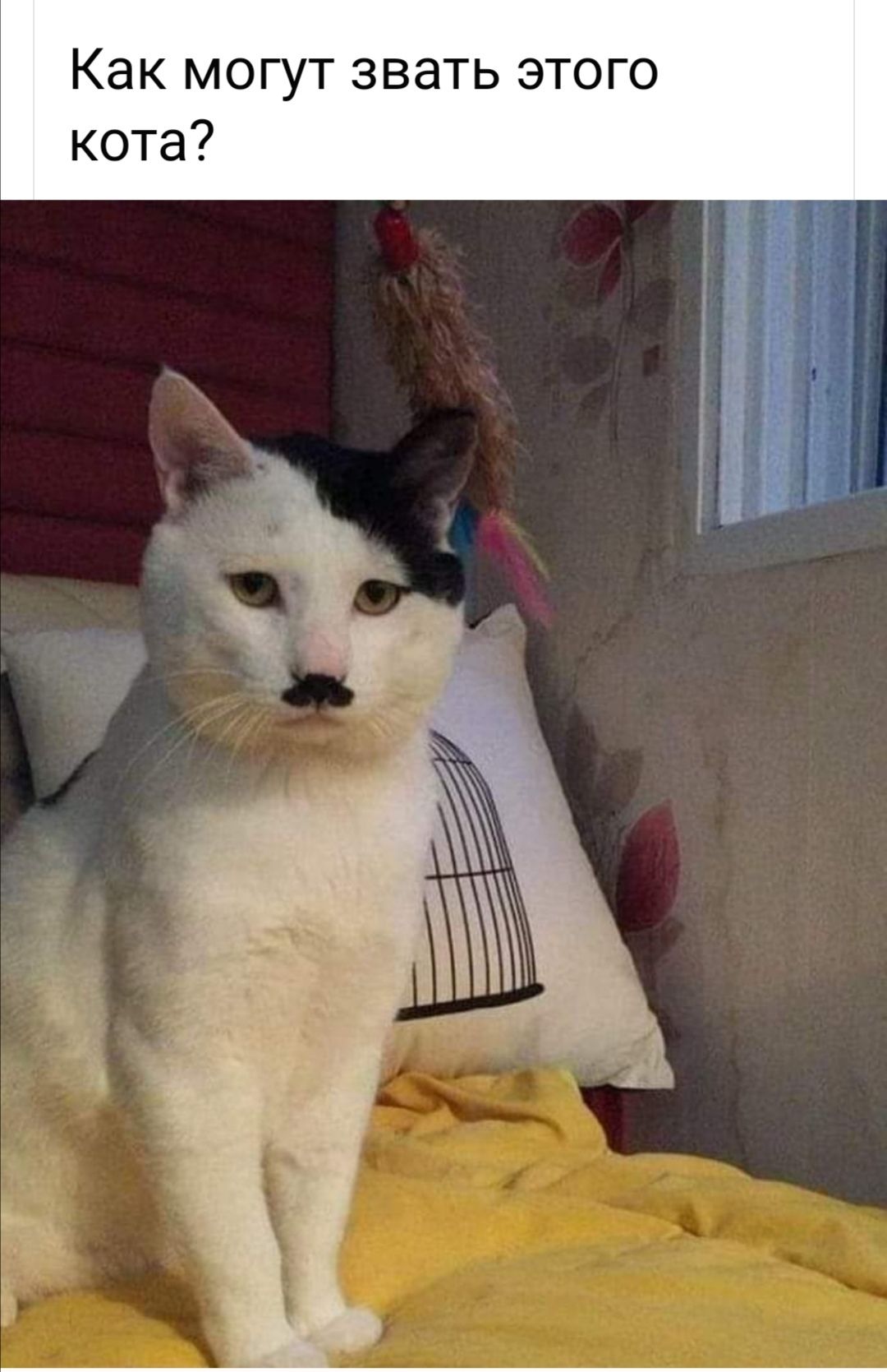 Как могут звать этого кота