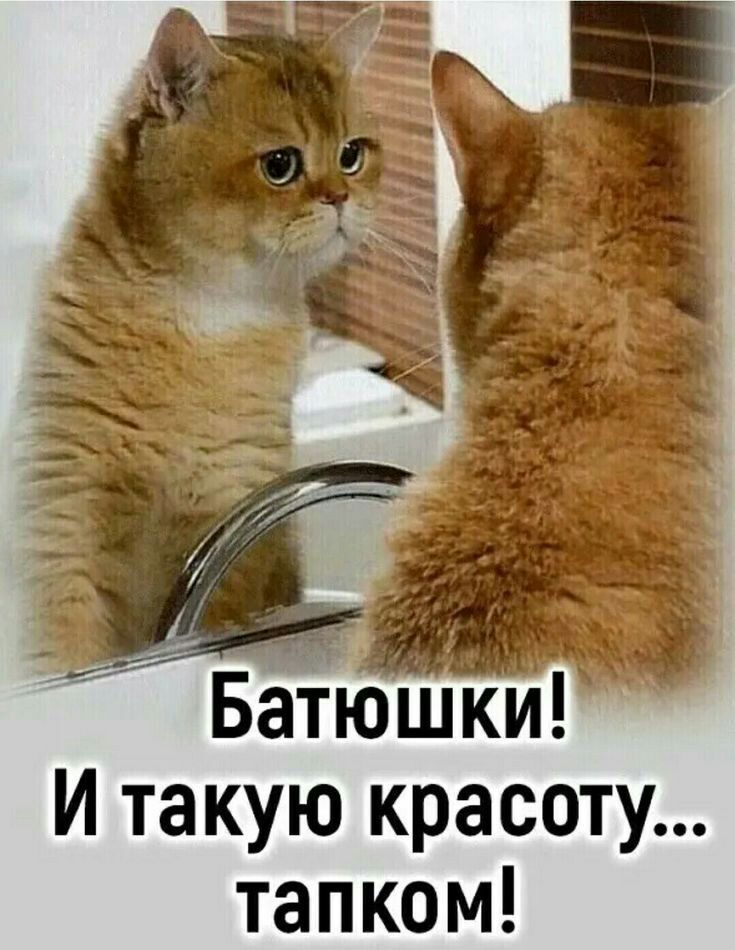 Бтюши И такую красоту тапком