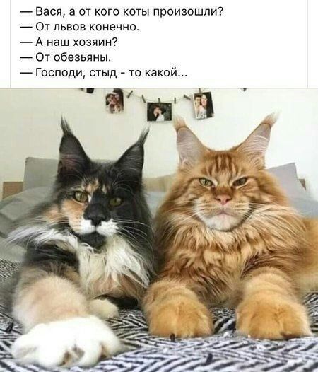 Вася а от кого коты произошли _ От львов конечно А наш хозяин От обезьяны Господи стыд то какой