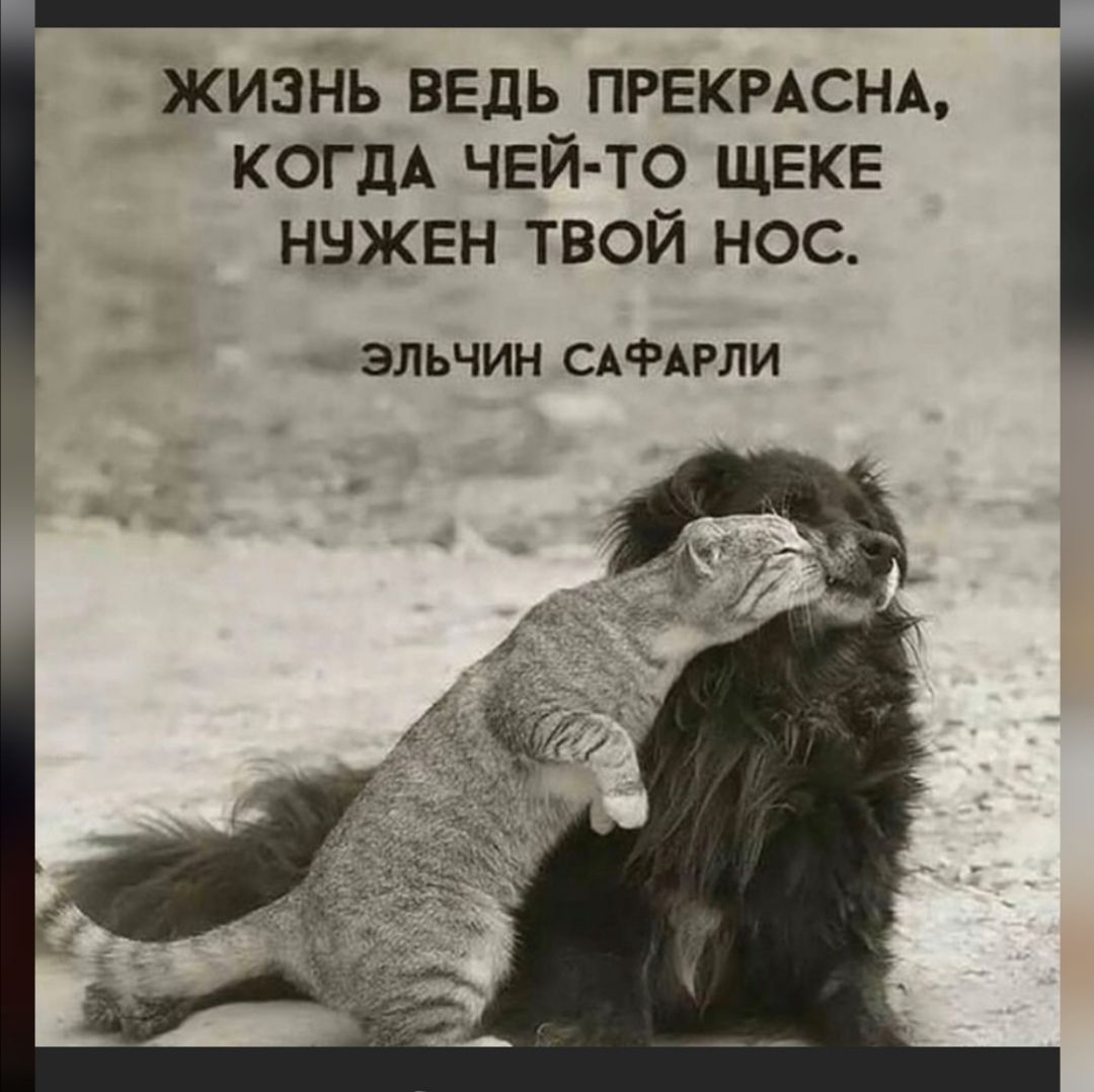 жизнь ВЕДЬ ПРЕКРАСНА КОГДА ЧЕЙ ТО ЩЕКЕ ннжвн твой нос ЭЛЬЧИН САФАРЛИ