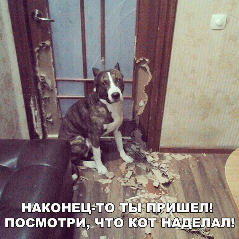 Наконещето т посмотри что ко адеп
